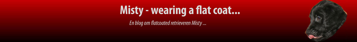 Misty - wearing a flat coat...